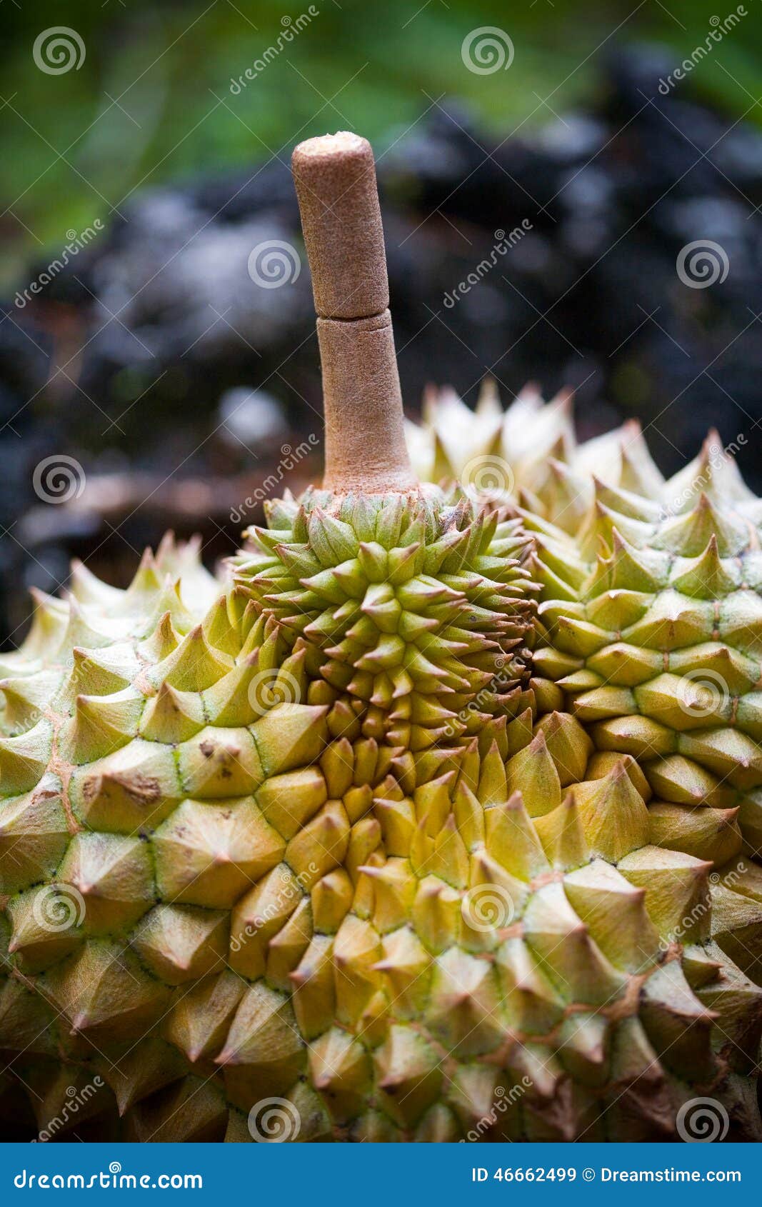 Durian stock image. Image of spoon, appetizer, three 46662499