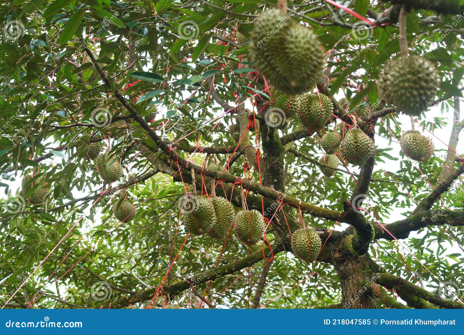 Durian Garden, the Fruit King of Thailand, the Famous and Expensive
