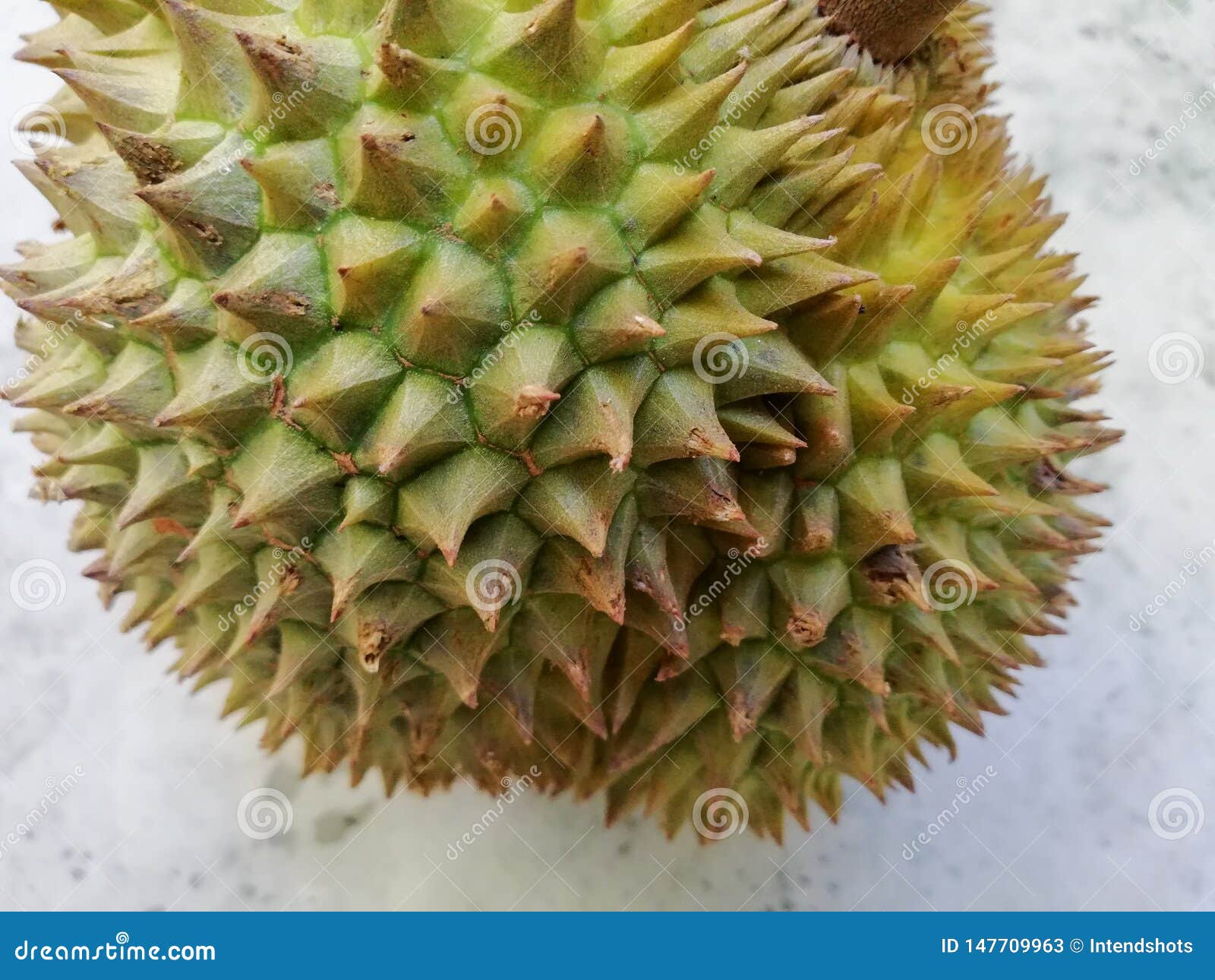 Durian, La Frutta Famosa Della Tailandia Immagine Stock - Immagine di  freschezza, corteccia: 147709963