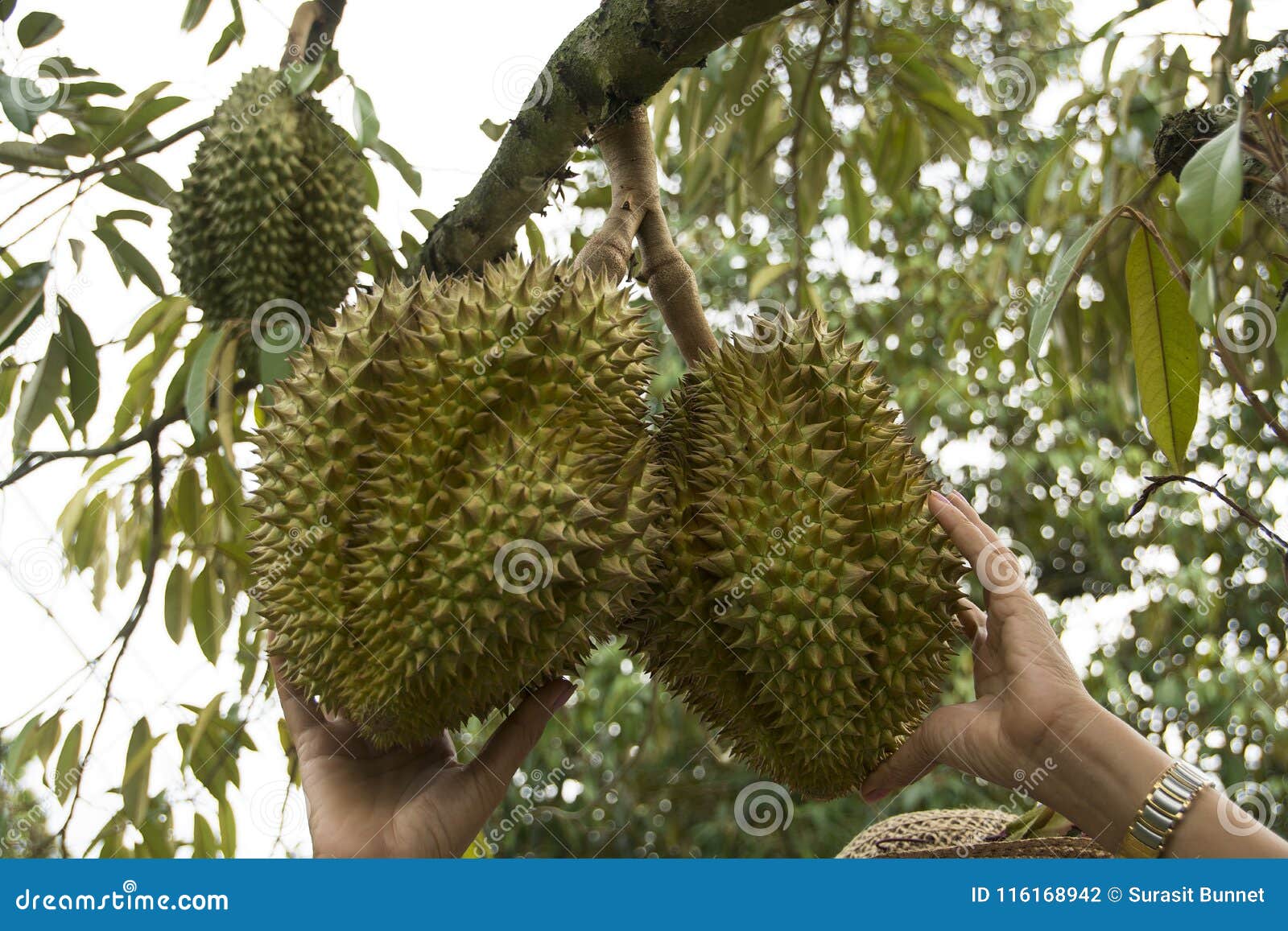 Durian on the tree stock photo. Image of east, plant 116168942