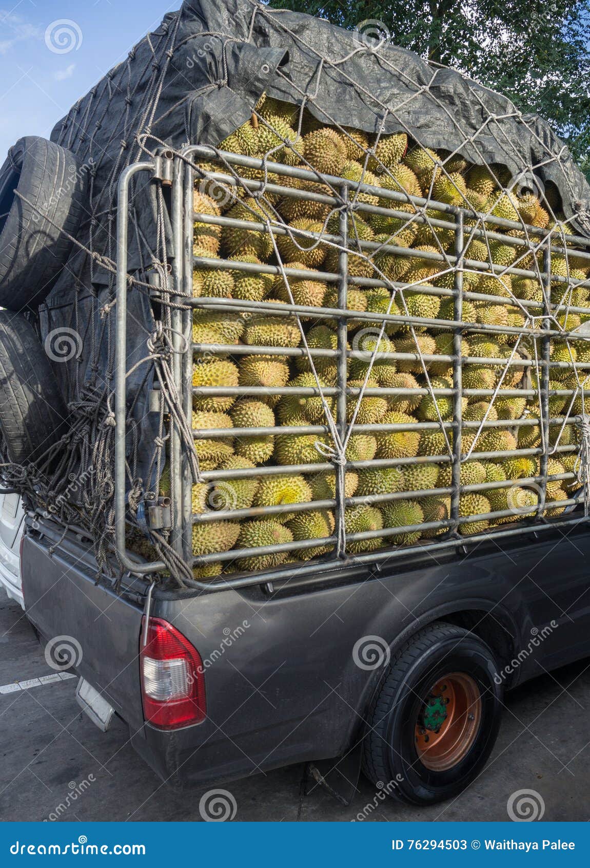 Durians Dans Le Support Courant Du Camion/de Collecte Image stock Image du nature, métal 76294503