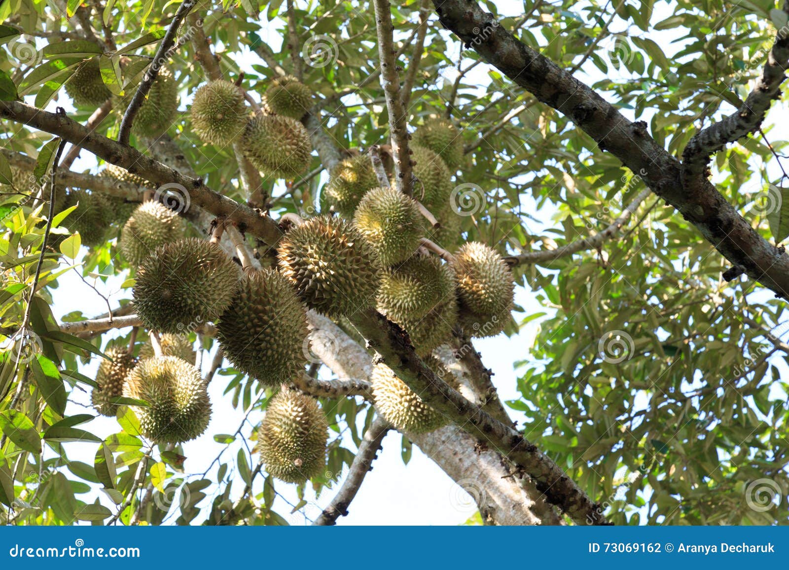 Durians in the Garden stock photo. Image of greenleafs 73069162