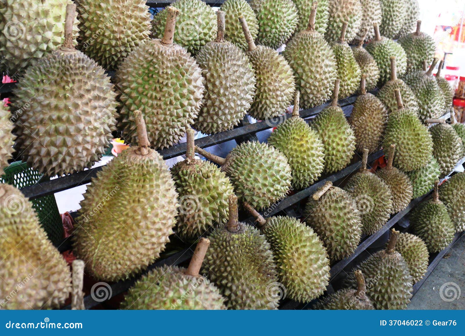 Durians King of Fruits stock photo. Image of tropical 37046022