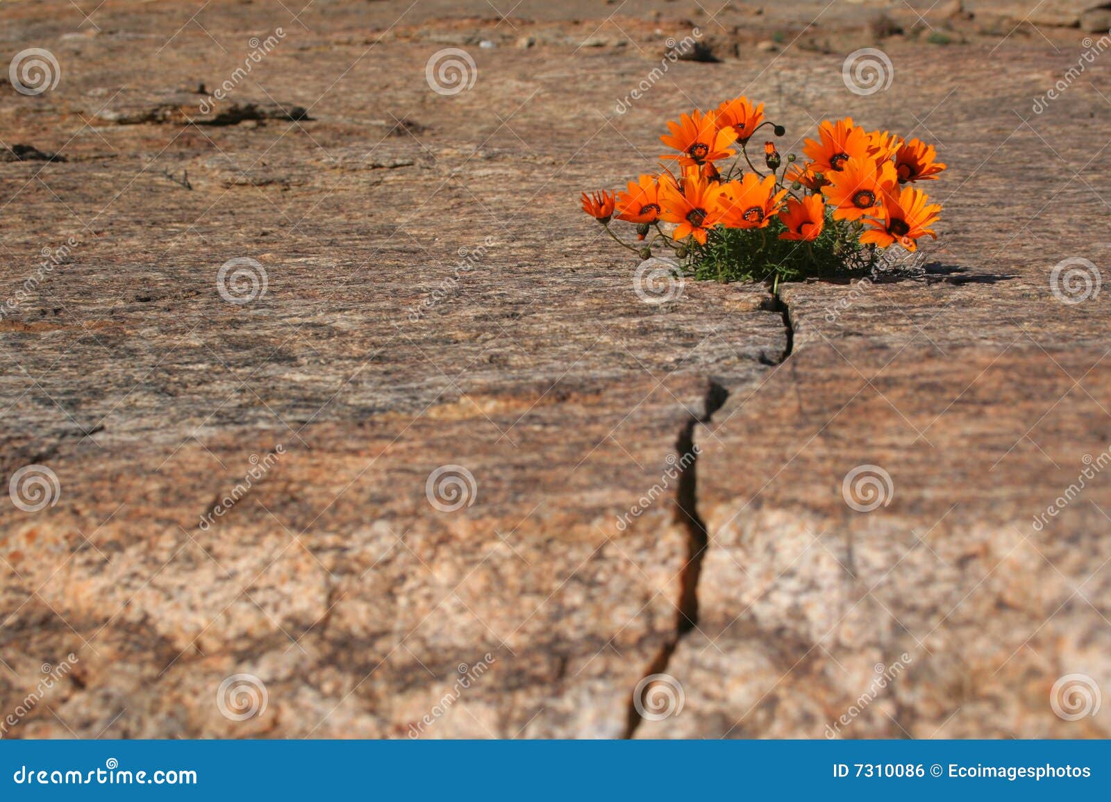Duro come roccia fotografia stock. Immagine di crescere 7310086