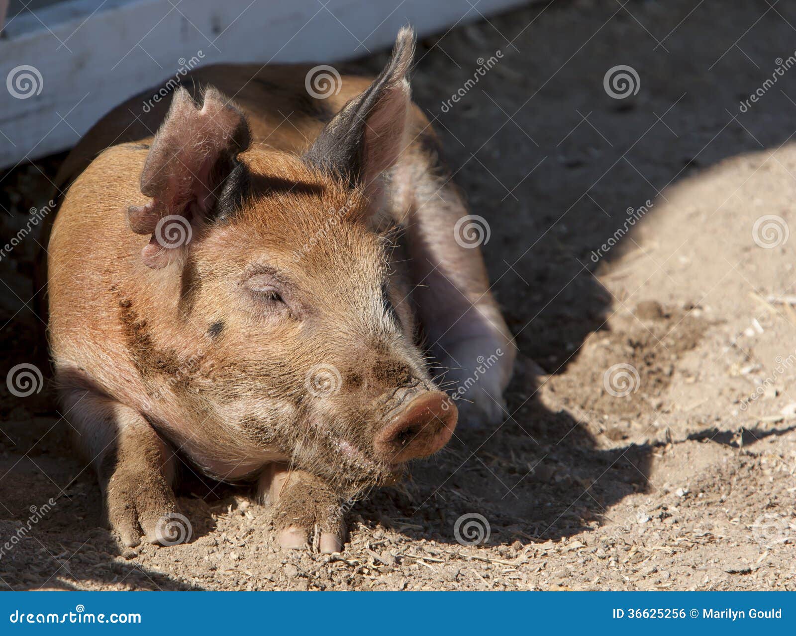red duroc pig napping