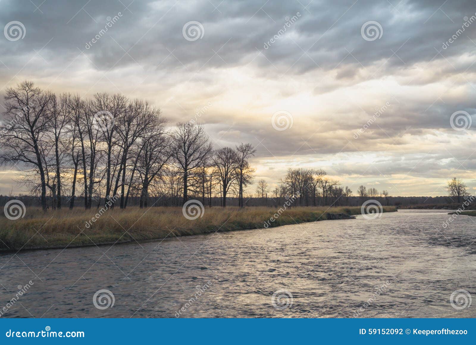 Dusk of a Tree Grove on the River Stock Photo Image of environment