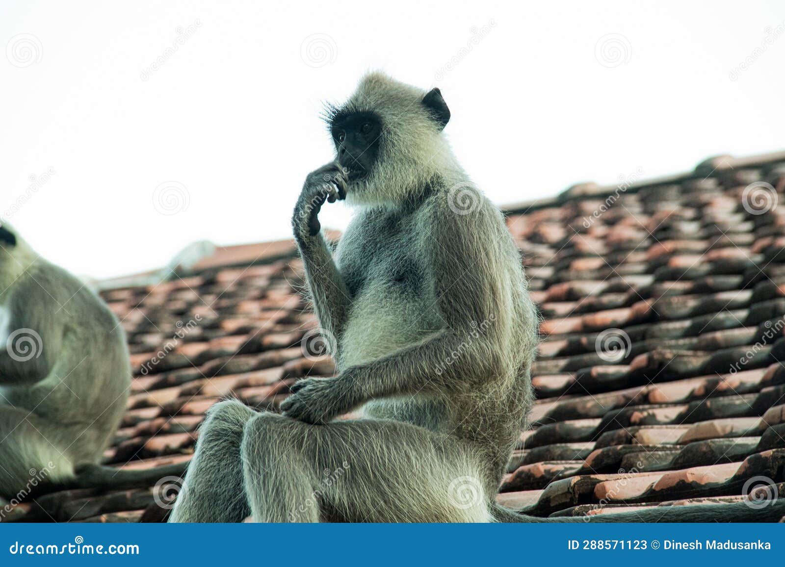 dusky langur or semnopithecus dusky langur on the roof