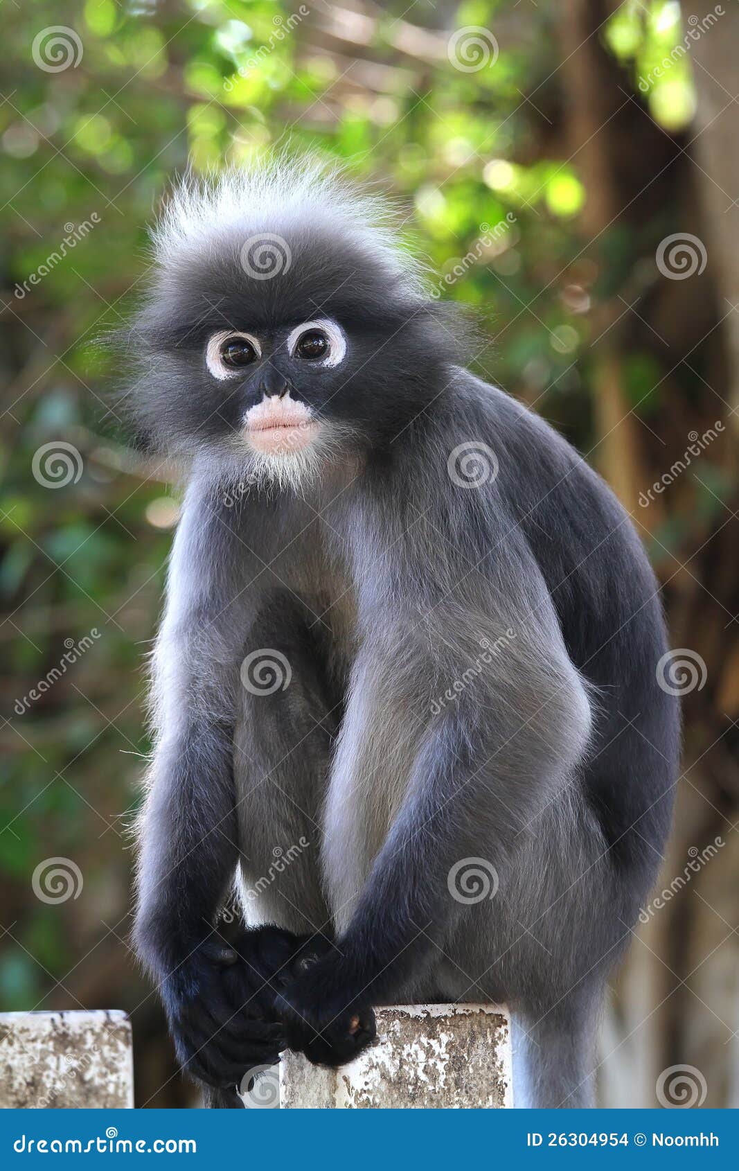 Dusky Leaf Monkey stock photo. Image of tropical, leaf - 26304954