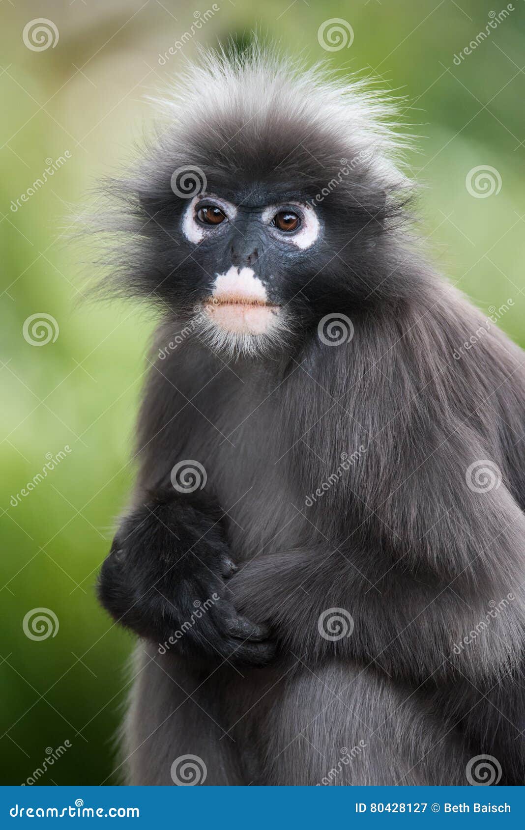 Dusky Leaf Monkey/Langur Portrait Stock Image - Image of langur, monkey:  80428127