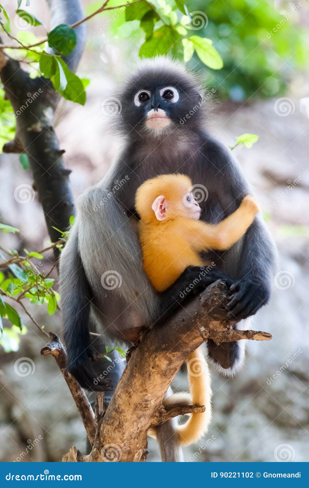 Dusky Leaf Monkey stock photo. Image of wildlife, love - 90221102