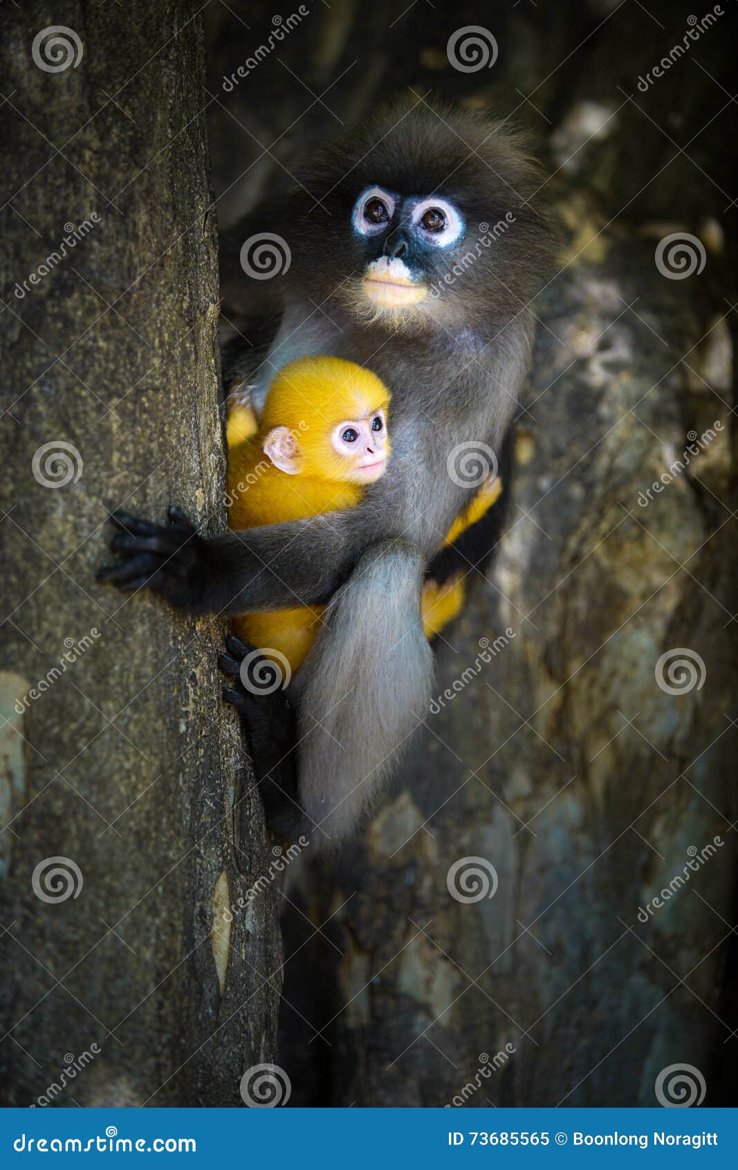 Portrait of a cute adult dusky leaf monkey (Trachypithecus