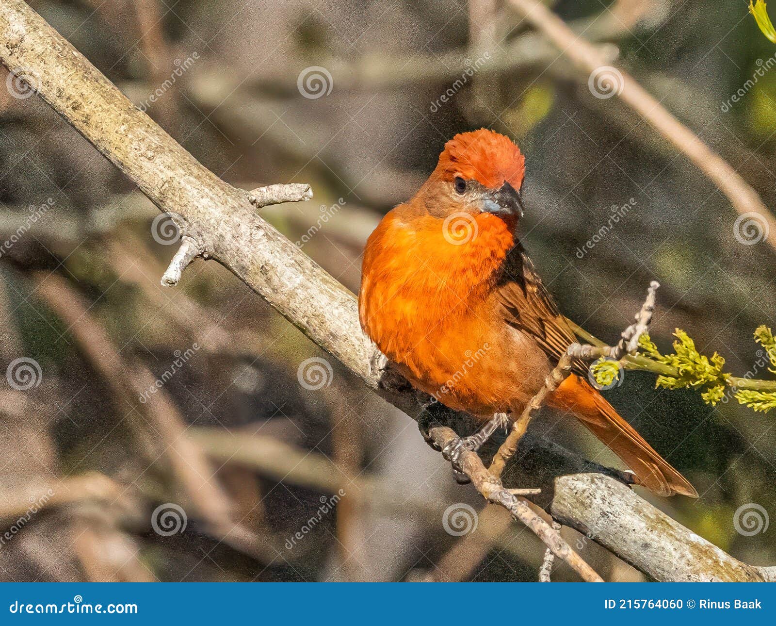 adult male hepatic tanager
