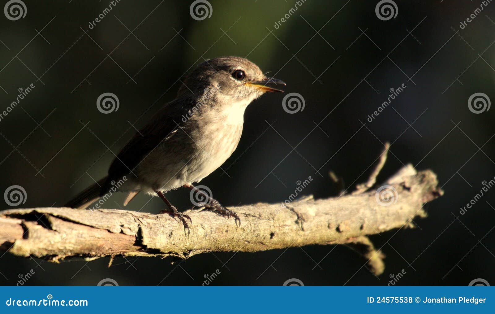 Dusky ый flycatcher. Flycatcher ветви Африки dusky садится на насест на юг