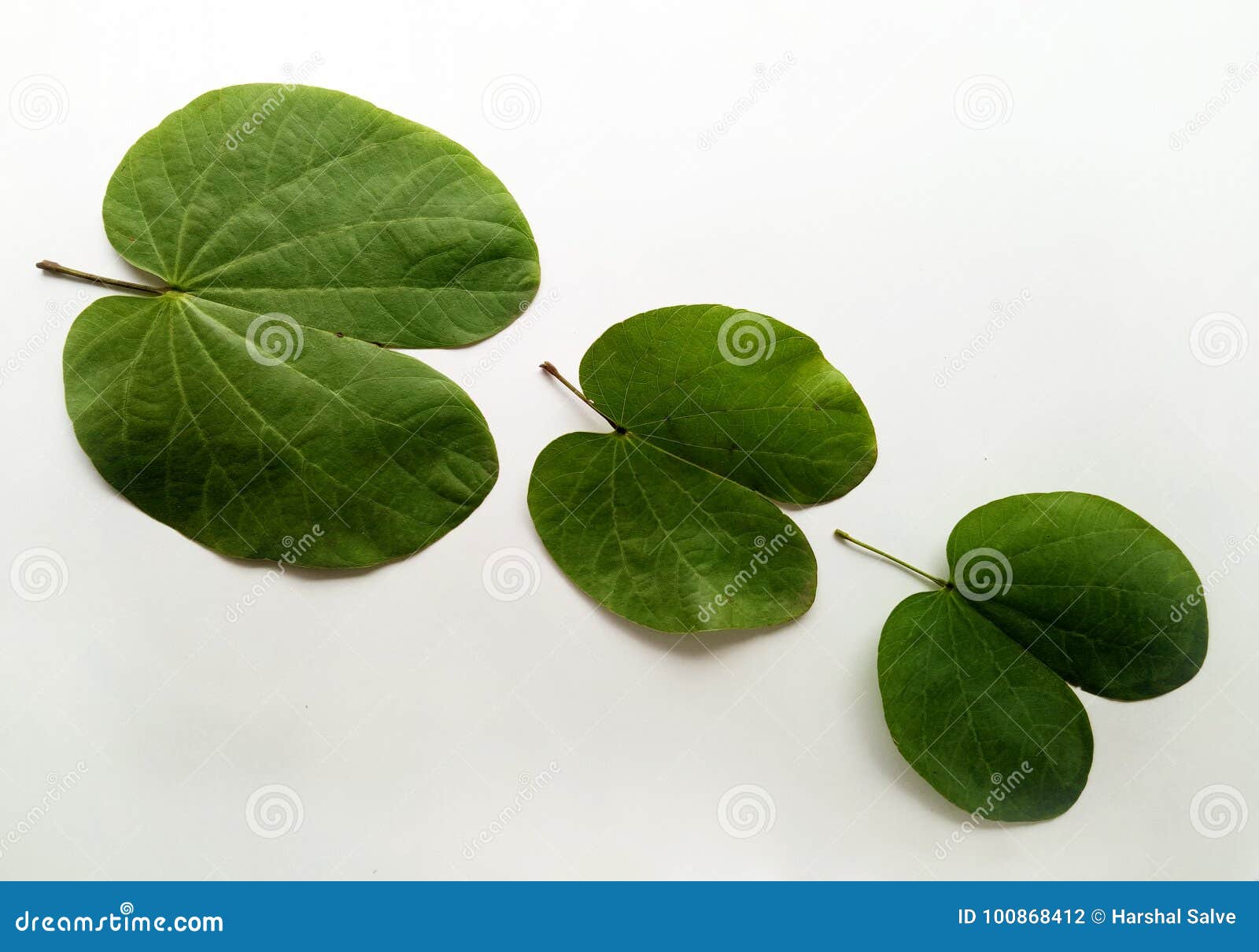 dussehra leaf indian festival