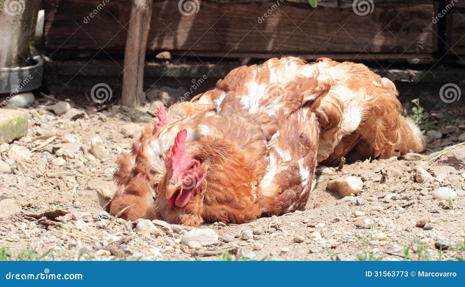 Chicken Is Bathing In Dust Or Sand In Countryside Ranch. Domestic Hens