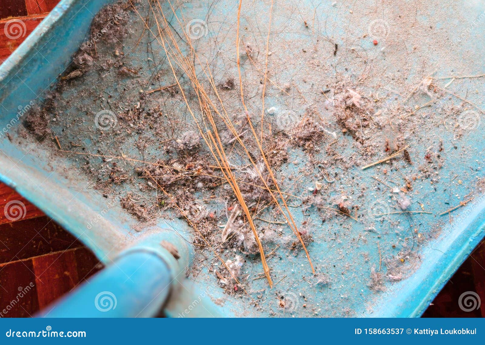 Dust and Hairs in the Dustpan Stock Image Image of bacteria, allergy