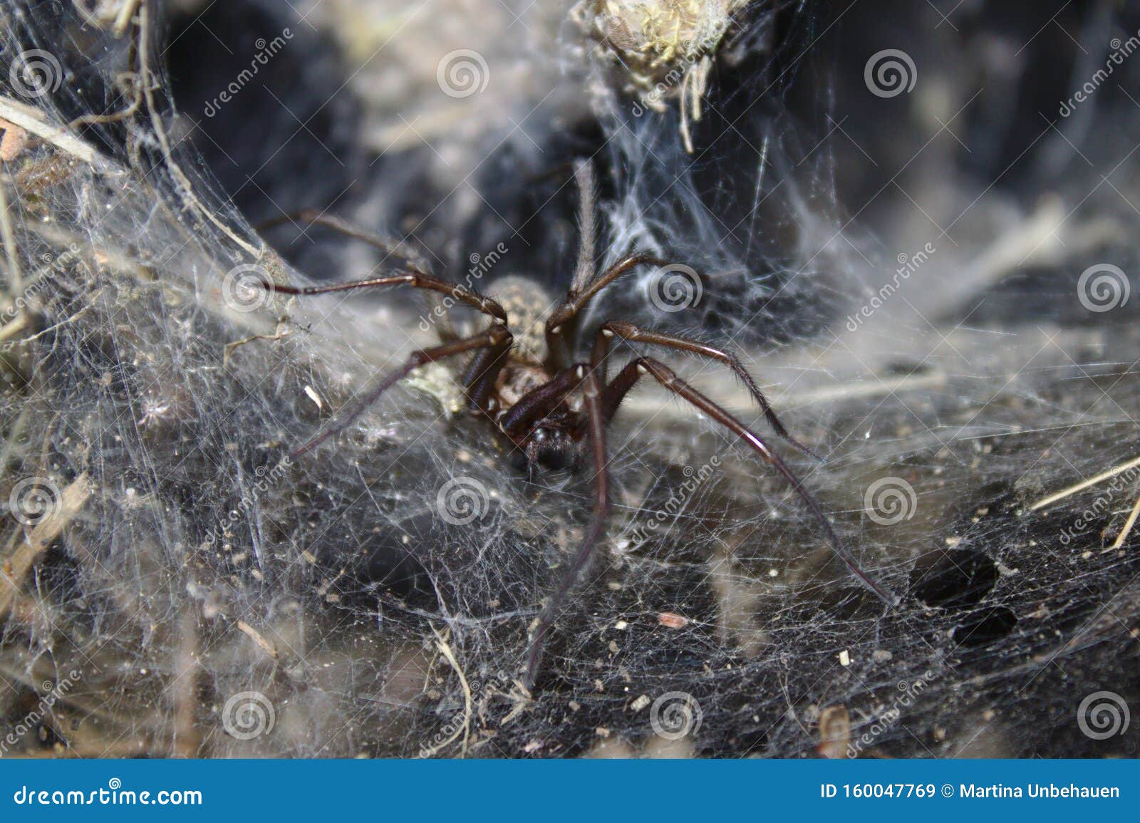 Dust spider in the garden stock image. Image of spiders 160047769