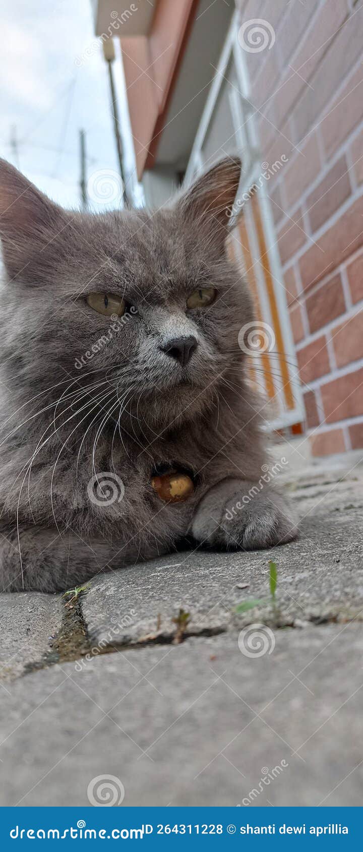 Dusty cat stock photo. Image of face, necklace, wildlife 264311228