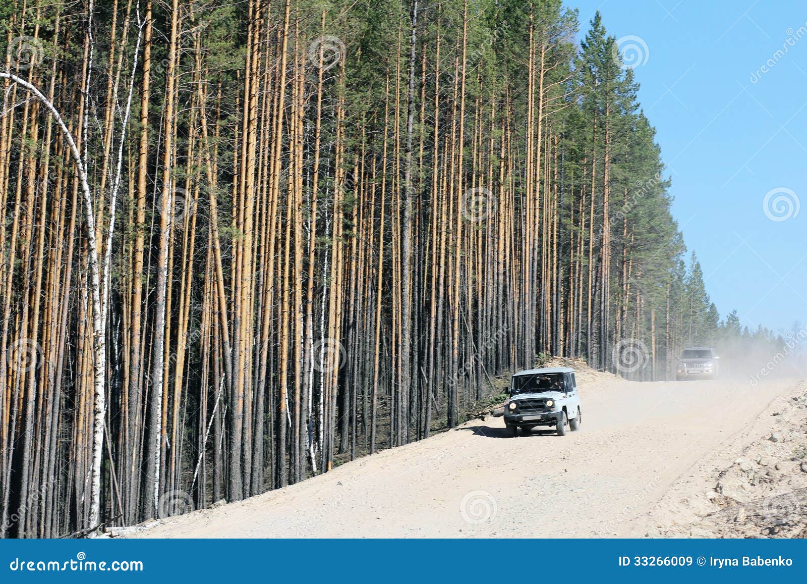 Dusty Dirt Road and Mast Pines Editorial Stock Image - Image of textures,  reportage: 33266009