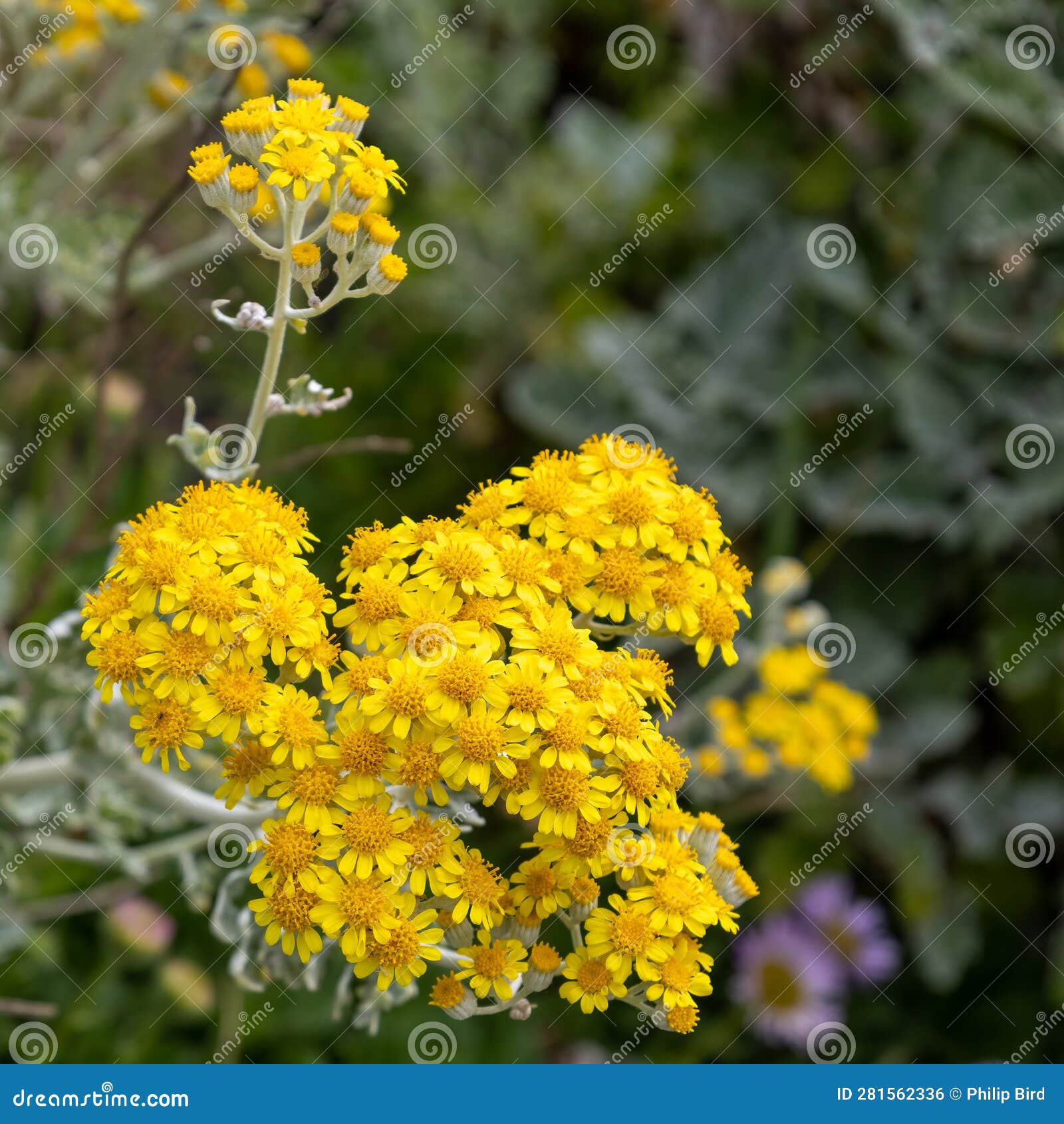 Dustymiller, Jacobaea Maritima, Flowering in Polzeath Cornwall Stock