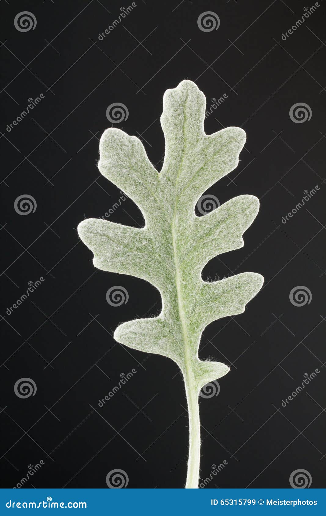 Dusty miller laf close up. Senecio cineraria, aka dusty miller, leaf close up with black background.