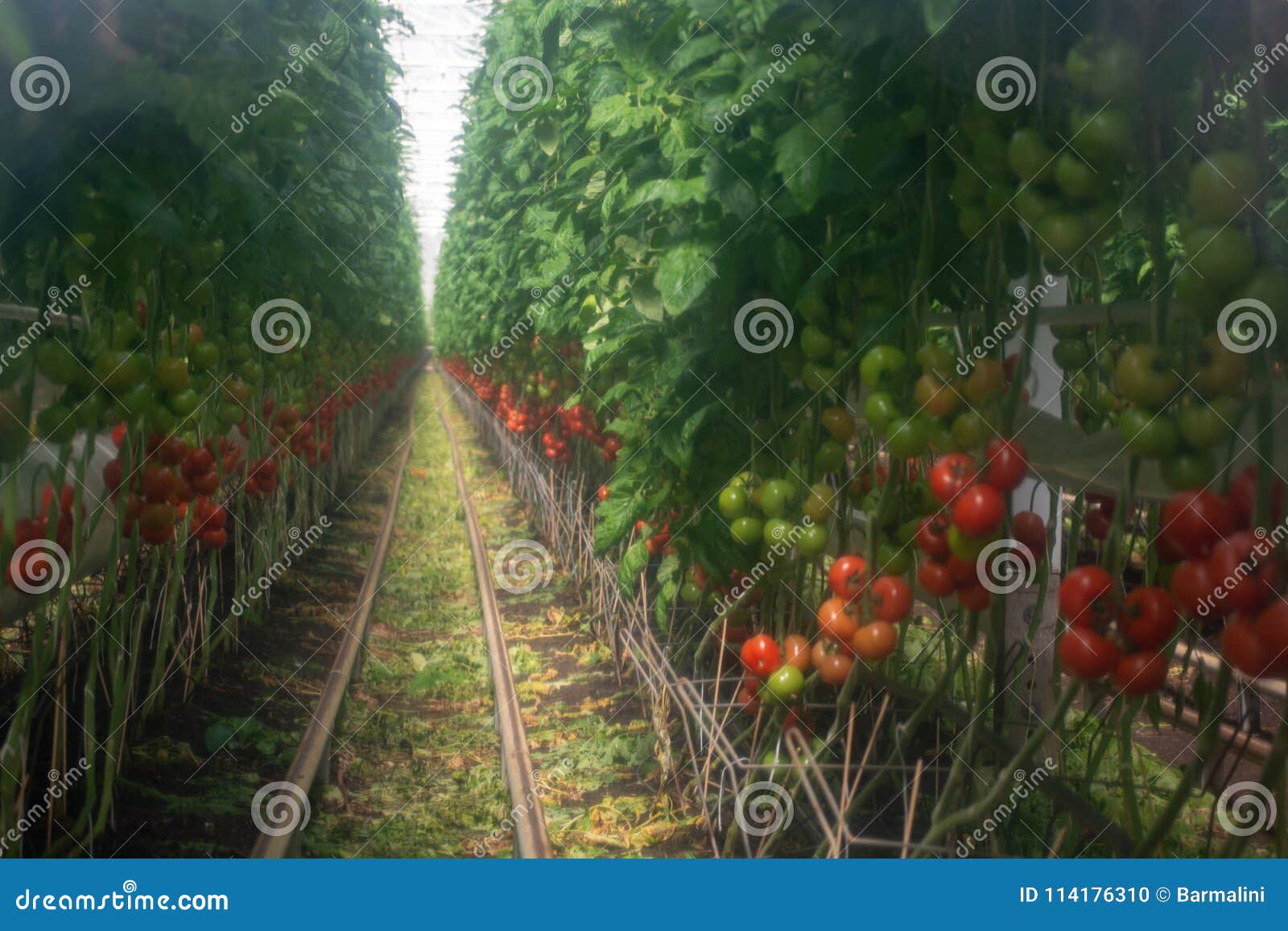 Dutch Bio Farming Big Greenhouse With Tomato Plants Growing In