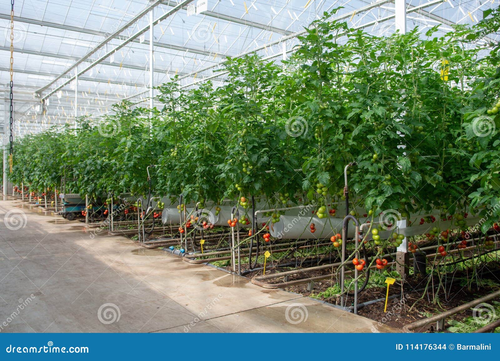 Dutch Bio Farming Big Greenhouse With Tomato Plants Growing In