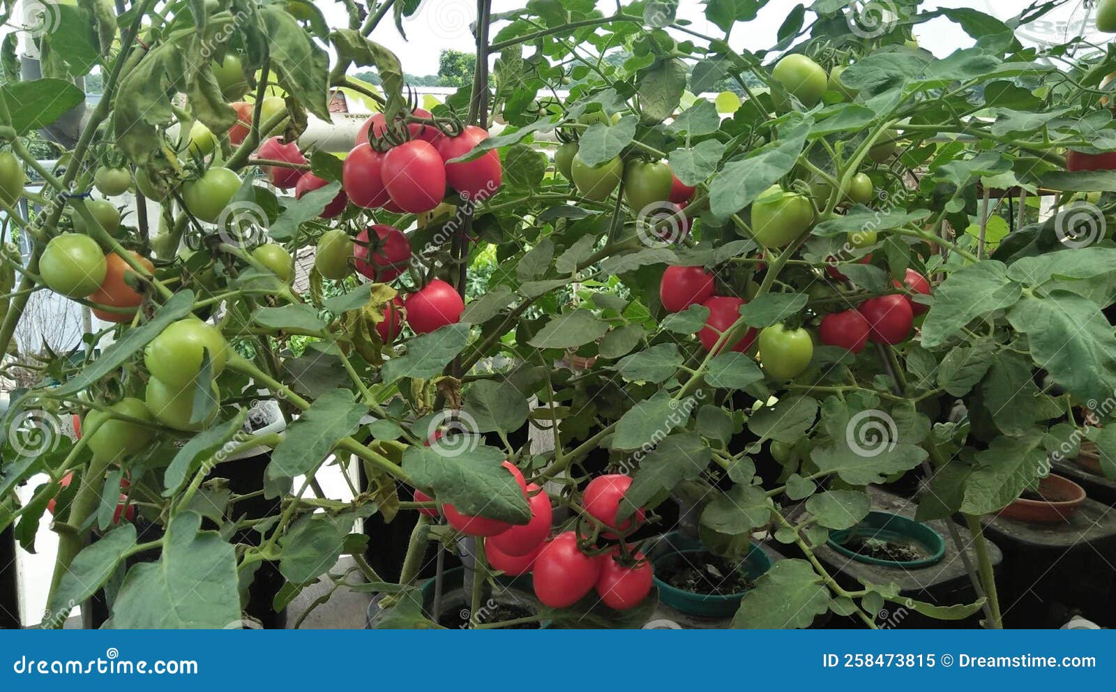 Dutch Bucket Hydroponic Tomatoes Stock Image Image of food, tomatoes