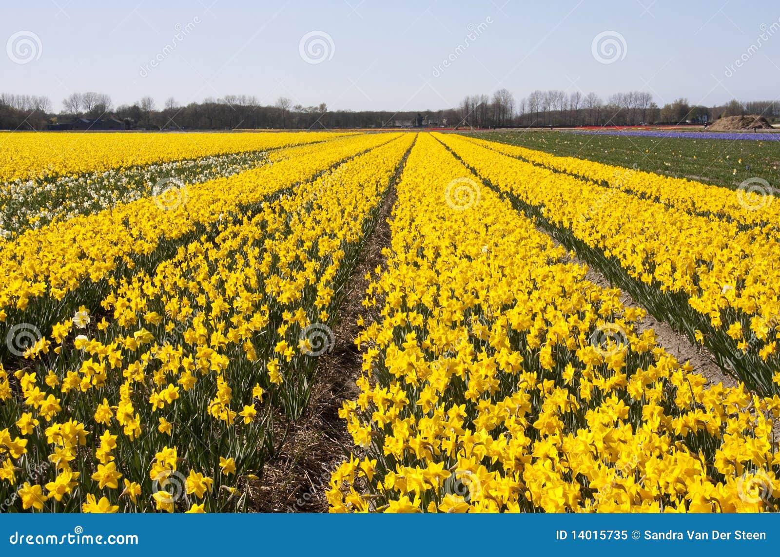 Dutch Bulb fields stock image. Image of bulb, daffodils 14015735