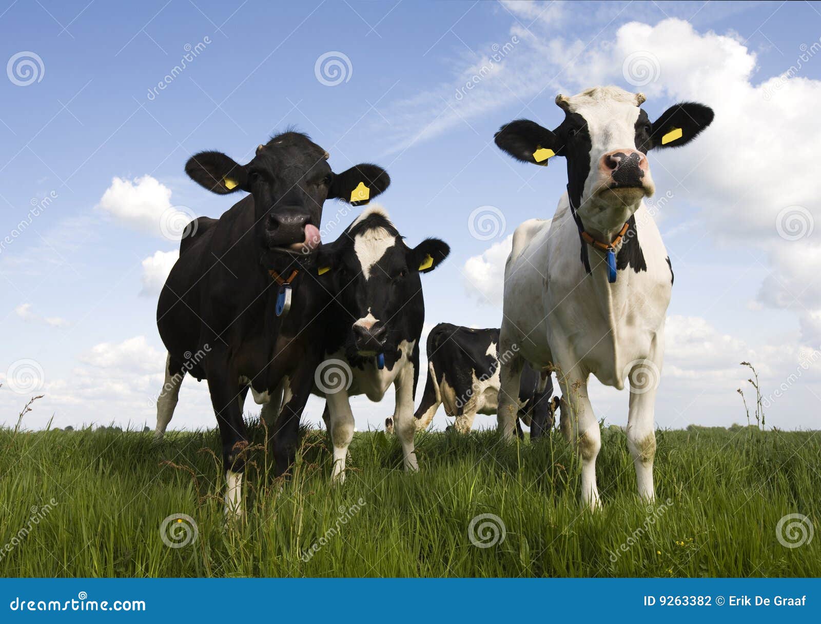Dutch cows stock photo. Image of country, meadow, animal - 9263382