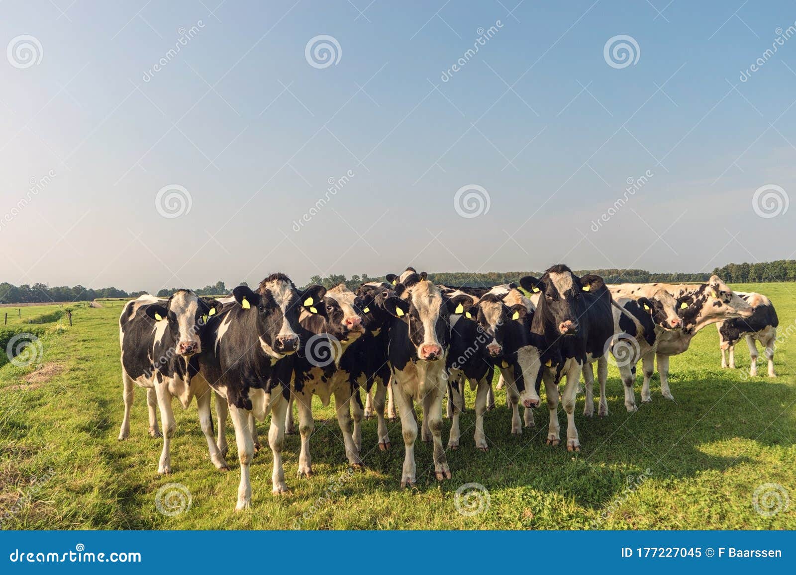 Dutch Cows In The Meadow During Spring In The Netherlands At Noordoostpolder Flevoland Black