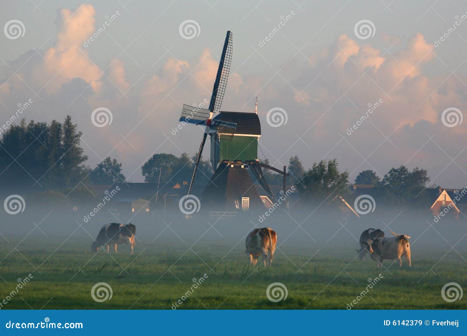 dutch cows in morning fog