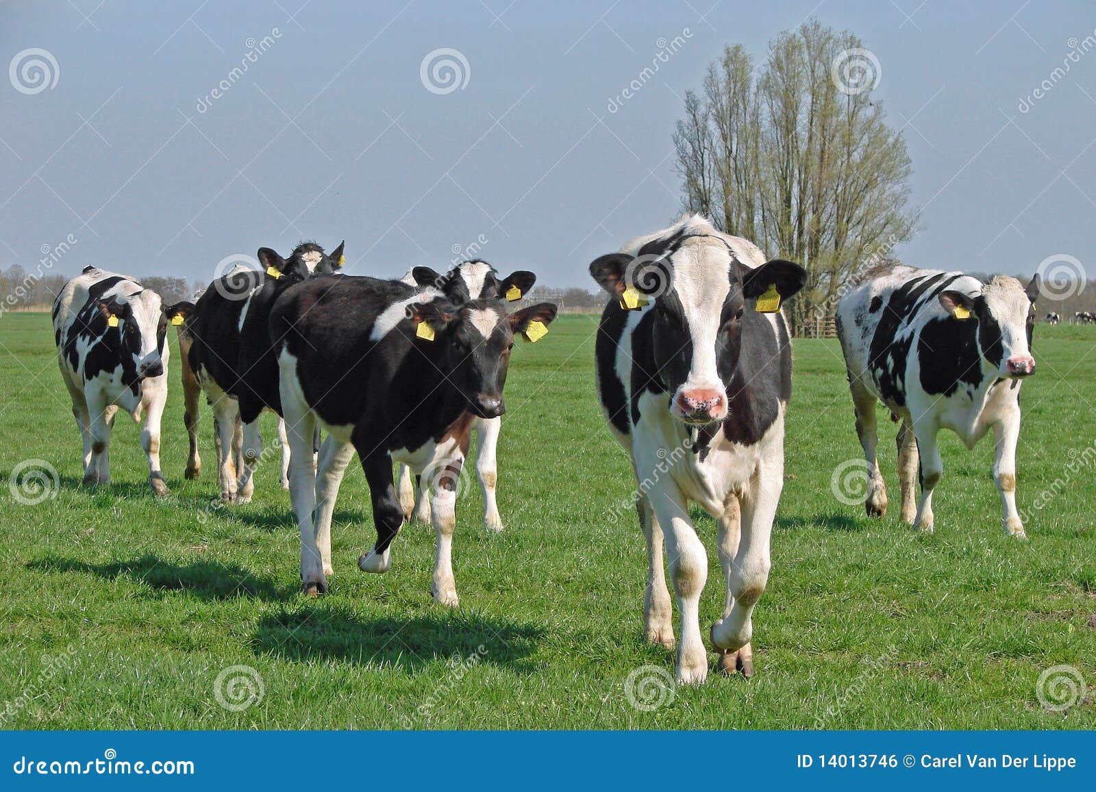 dutch cows in morning sun