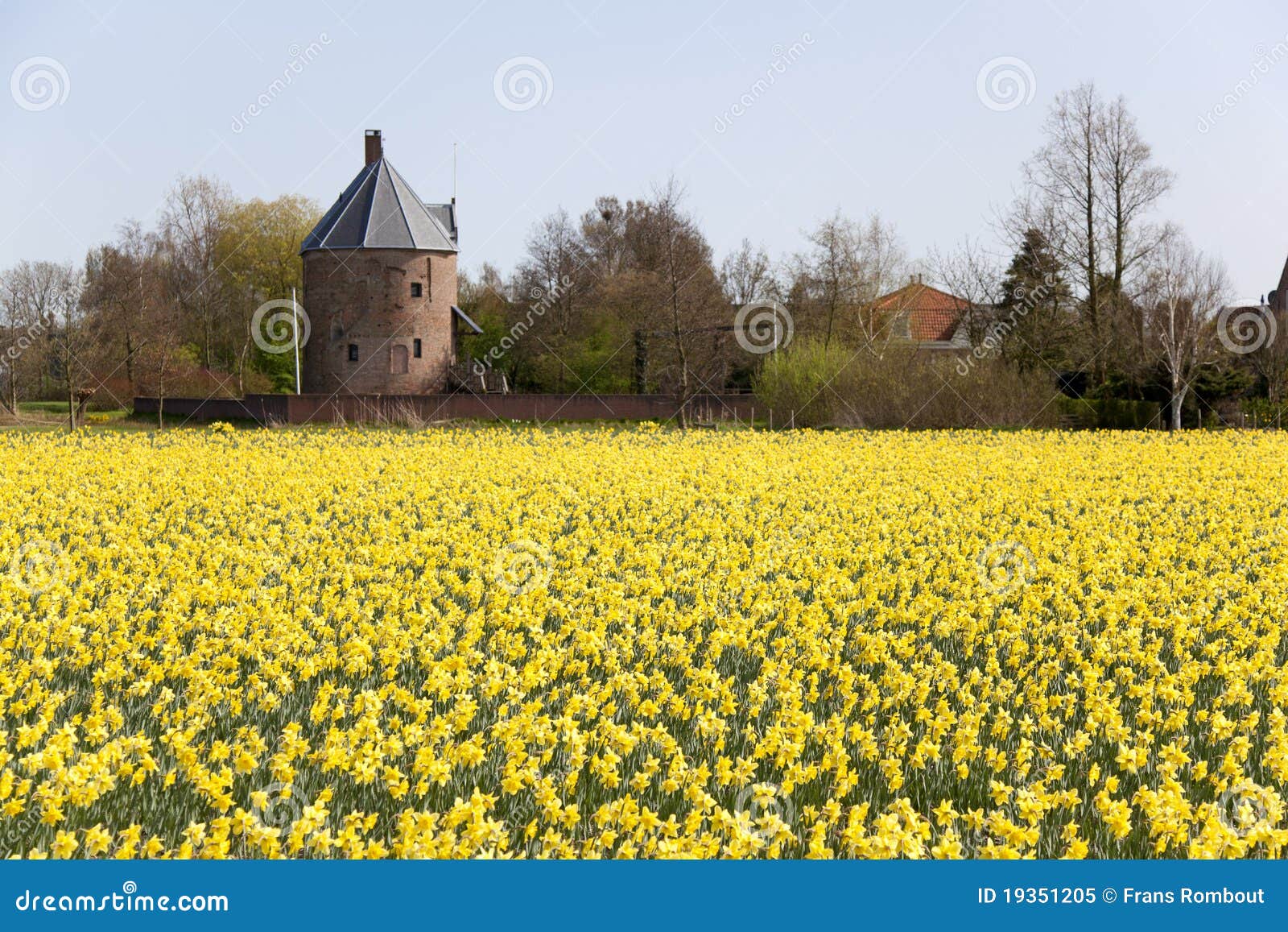 Dutch daffodils field stock image. Image of dever, netherlands 19351205