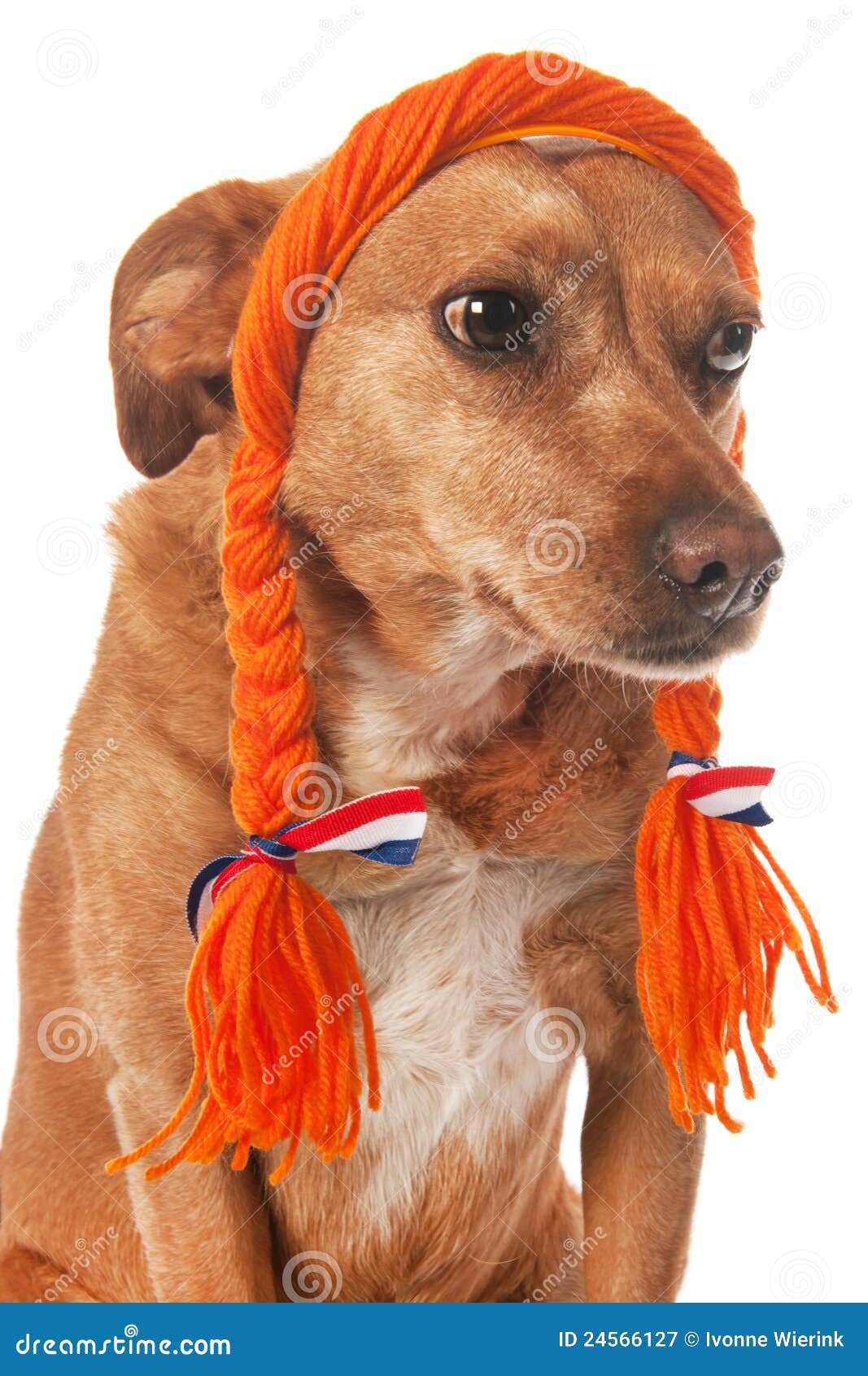 dutch-dog-24566127.jpg