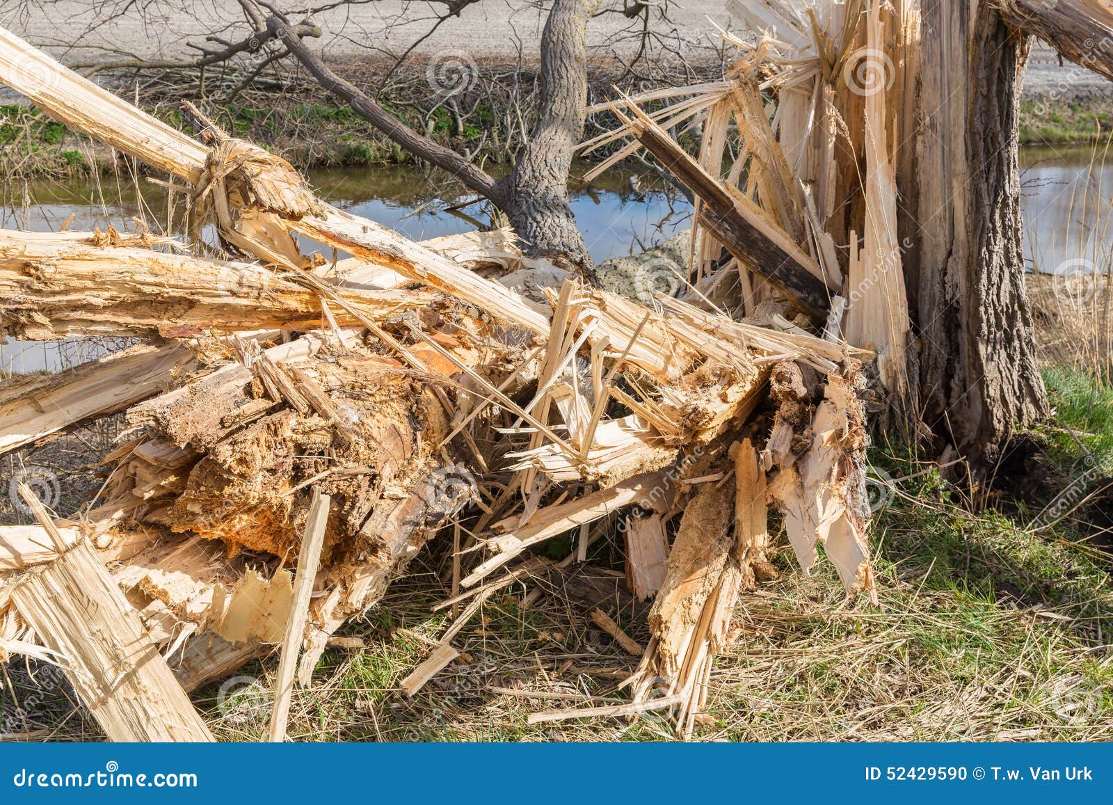 Dutch Farmland with Blown Down Tree after Heavy Spring Storm Stock