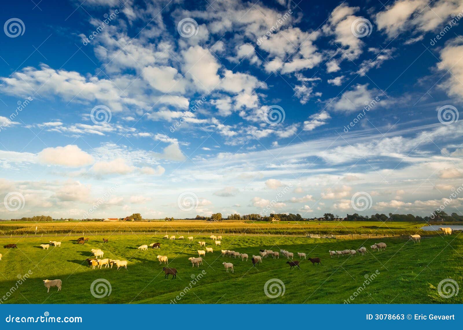 dutch farmland landscape
