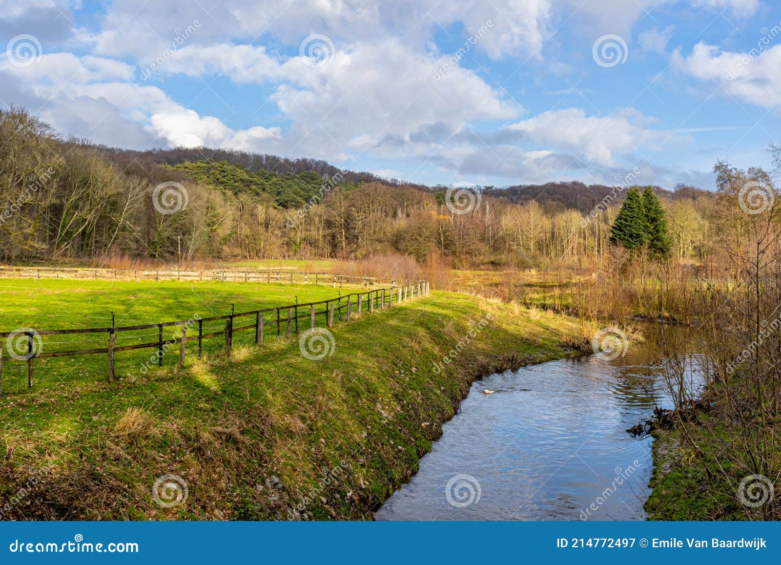 dutch field with a river among wild plants, green grass with a wooden fence of a farm and bare trees
