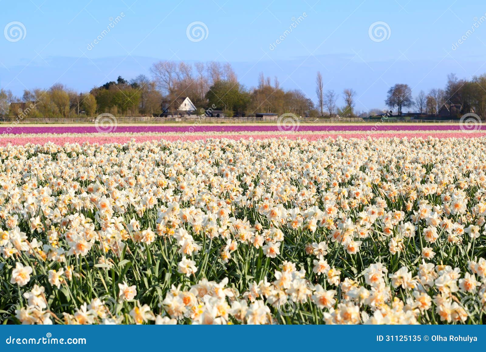Dutch Fields Witn Many Daffodils and Hyacinths Stock Image Image of