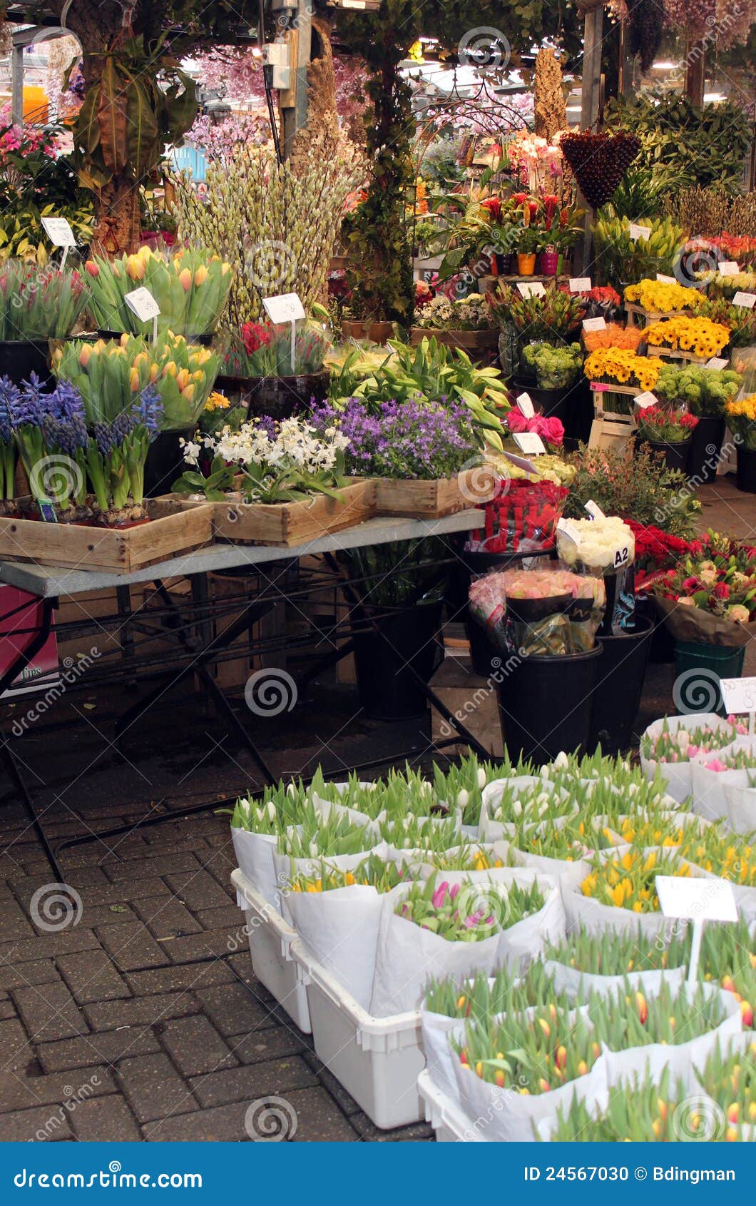 Dutch Flower Market stock photo. Image of botanical, fresh 24567030