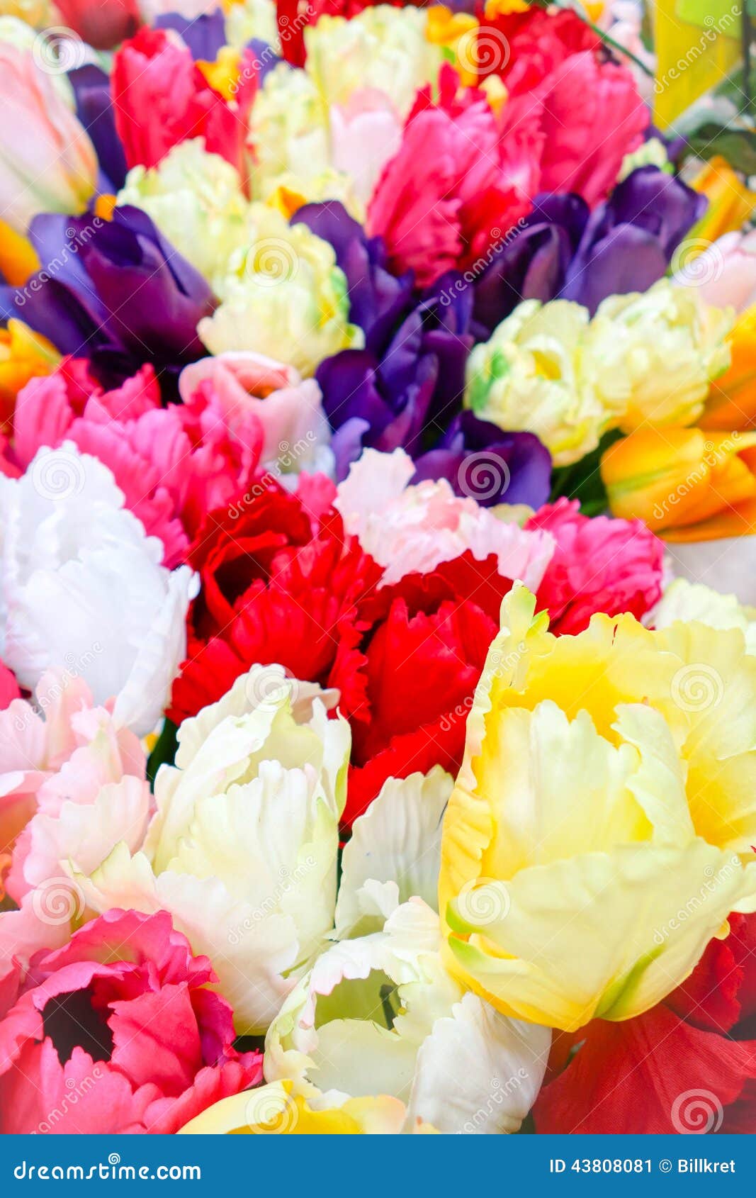 Dutch Flowers in Different Colours Stock Image Image of purple, tulips 43808081
