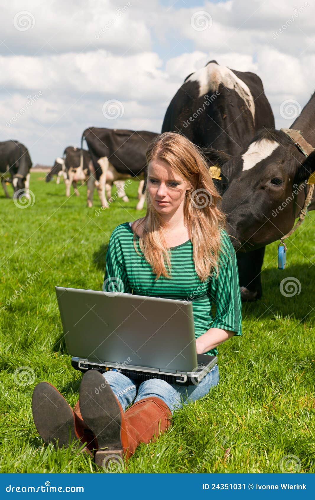 Dutch Girl with Laptop in Field with Cows Stock Image Image of
