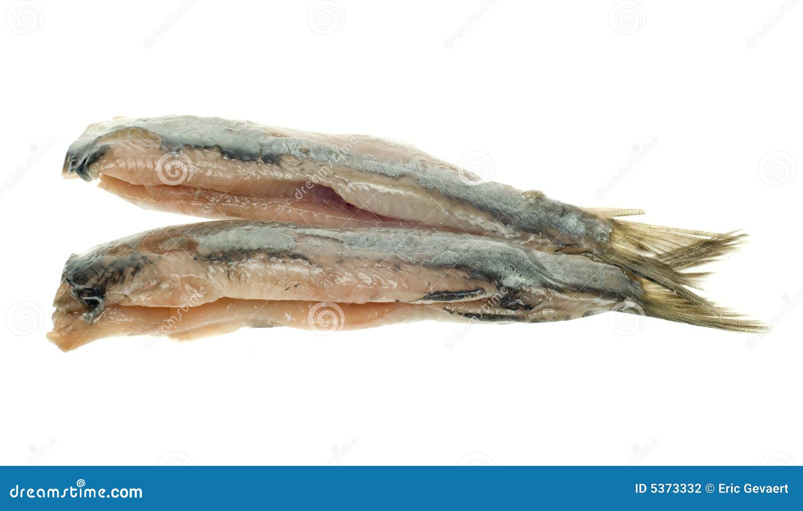 Dutch herring stock photo. Image of white, fish, herring 5373332