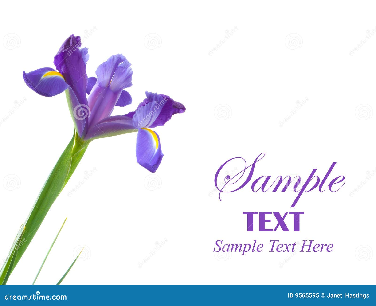 dutch iris flower