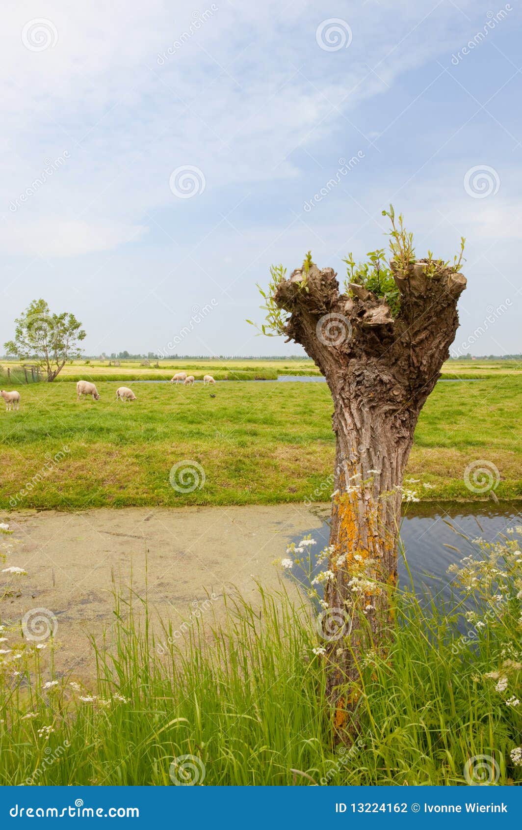 Dutch landscape stock photo. Image of river, herd, horizon 13224162