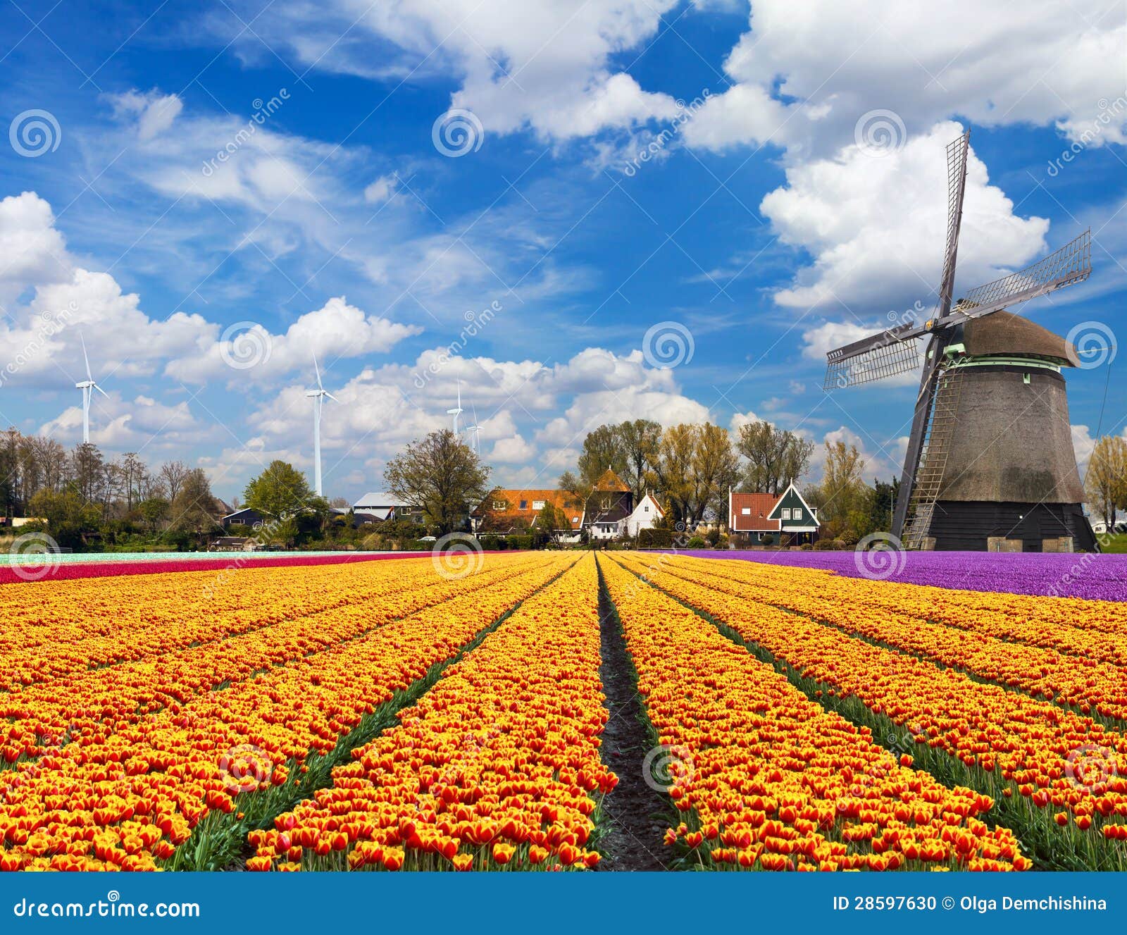 Dutch landscape stock photo. Image of typical, exterior 28597630