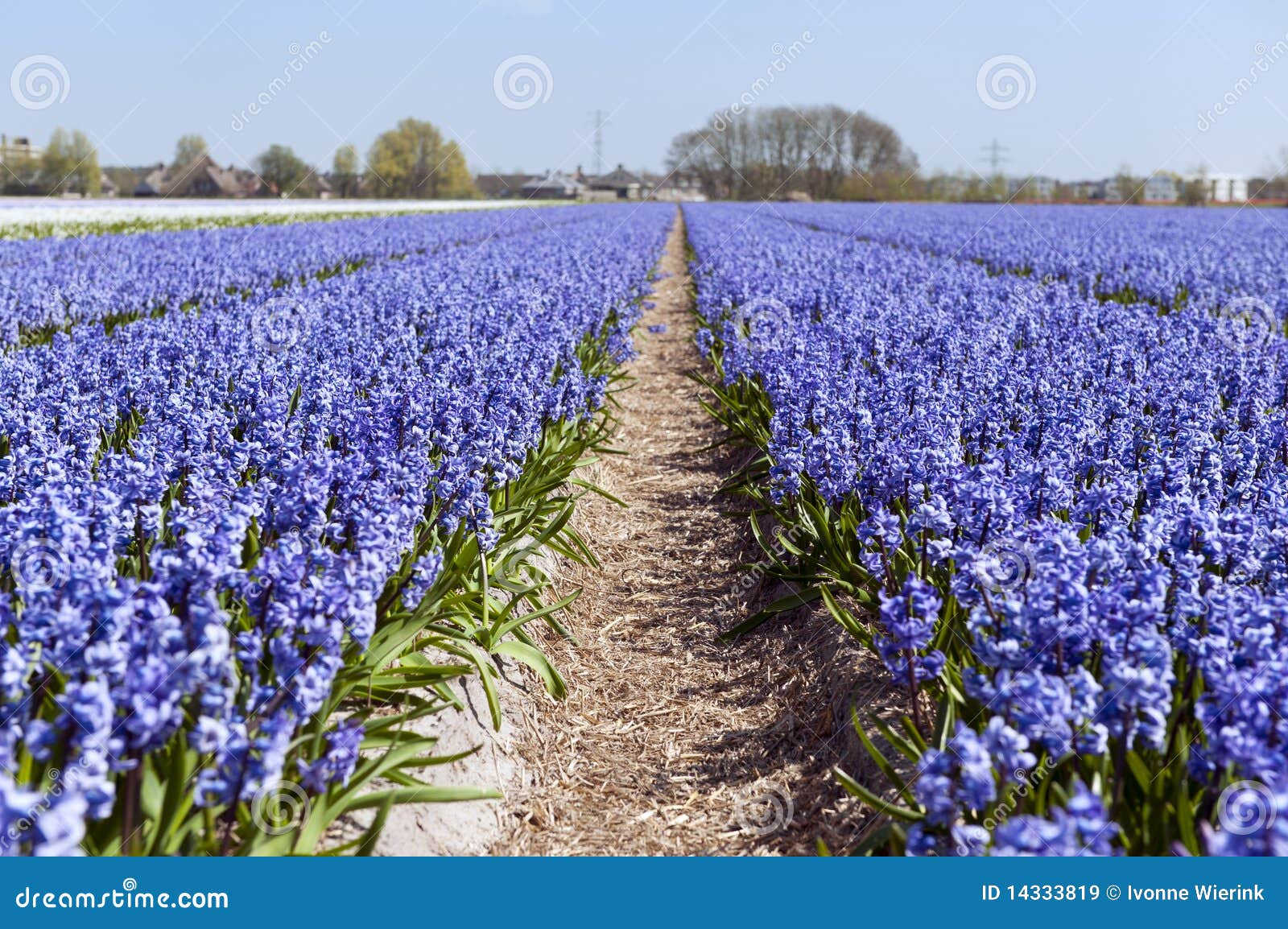 Dutch Landscape with Hyacinth Flowers Stock Image Image of lisse