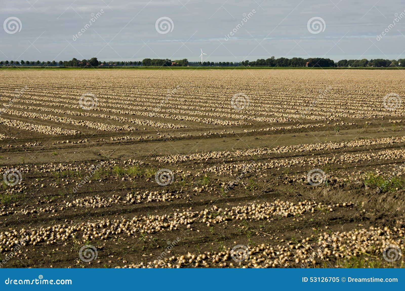 dutch landscape