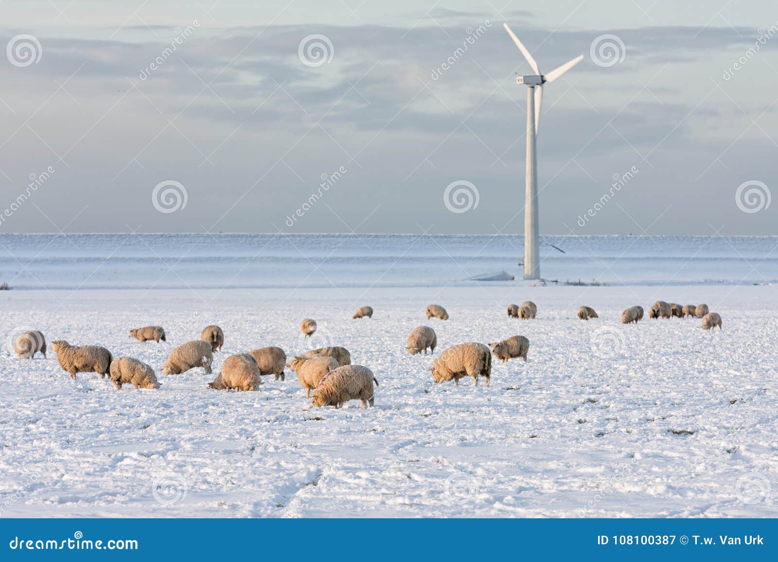 dutch landscape with windturbine and sheep in snow covered meadow