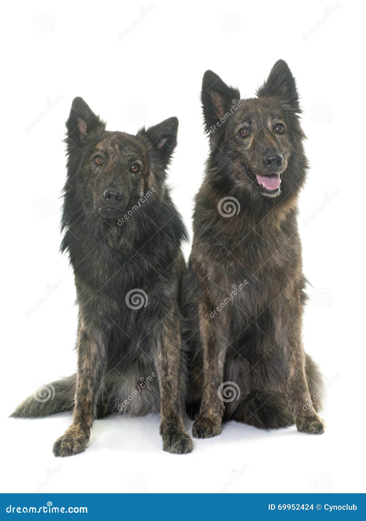 Dutch Long Haired Shepherds Stock Photo Image Of Long Female
